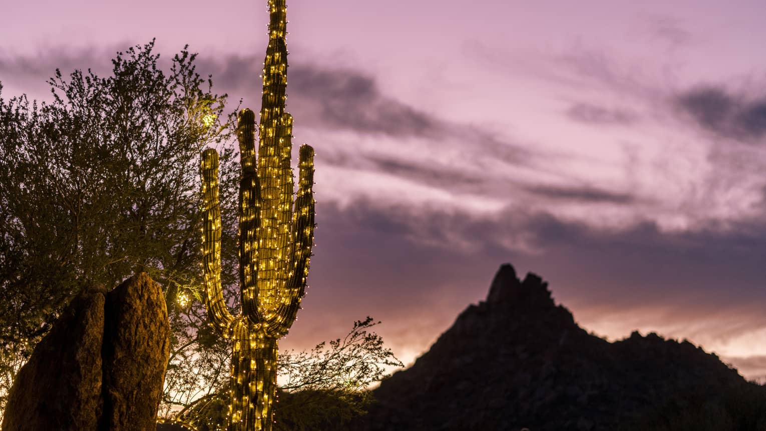 A cactus decorated with lights and a sunset in the background