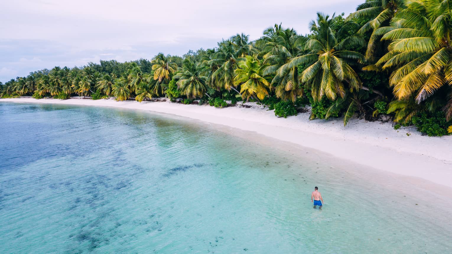 A man standing in shallow water next to the shore of a beach with many bright green palm trees.