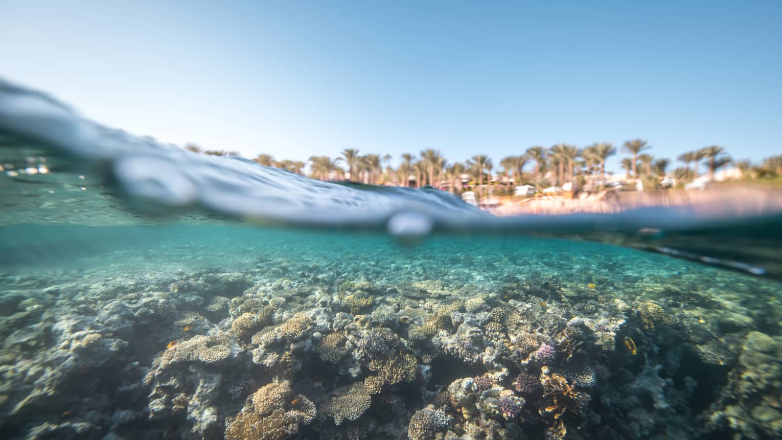 An underwater image of blue water, with palm trees and buildings in the distance above water.
