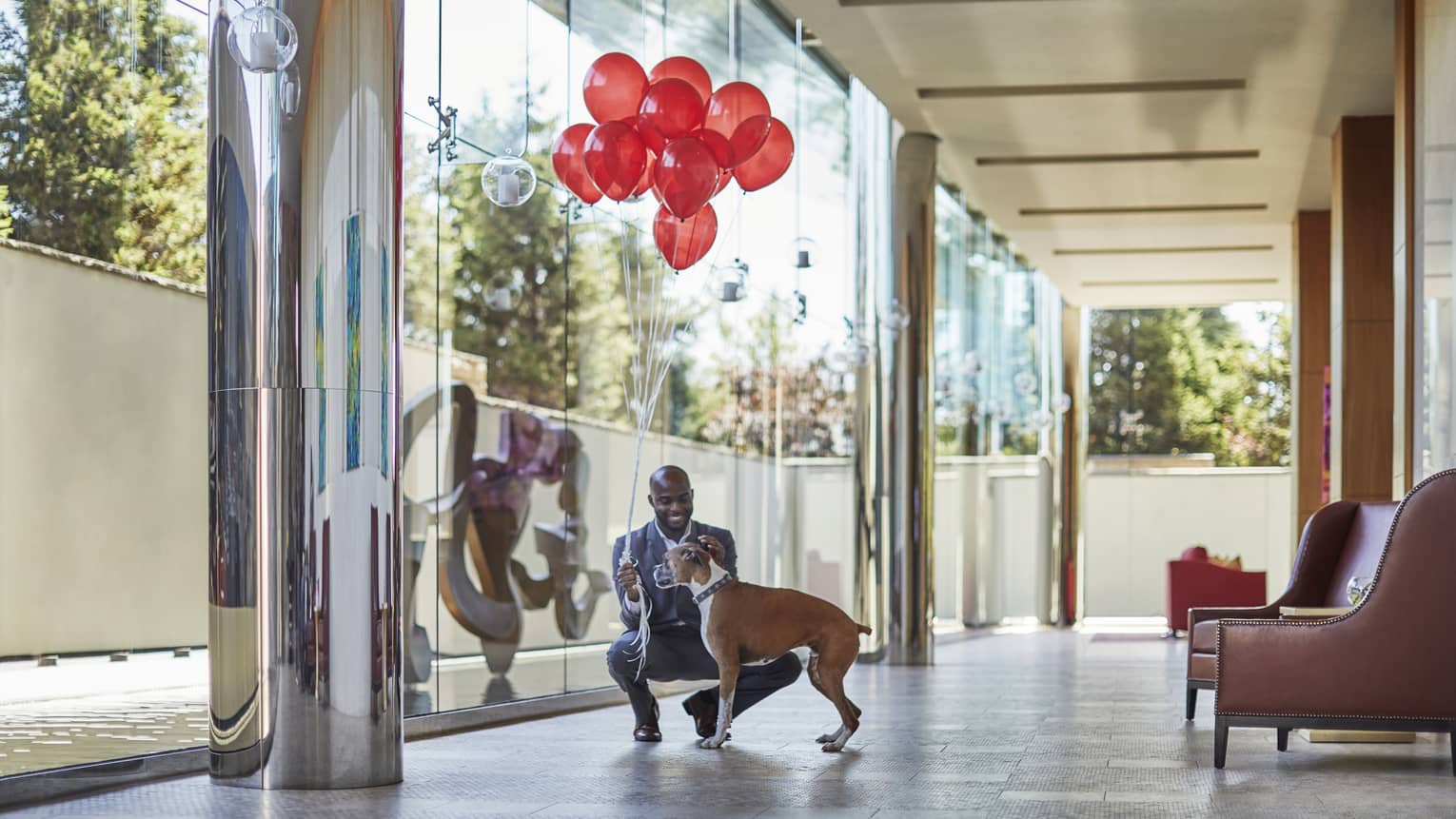 Man in suit holding bunch of red balloons kneels down to pet boxer dog in hotel hallway