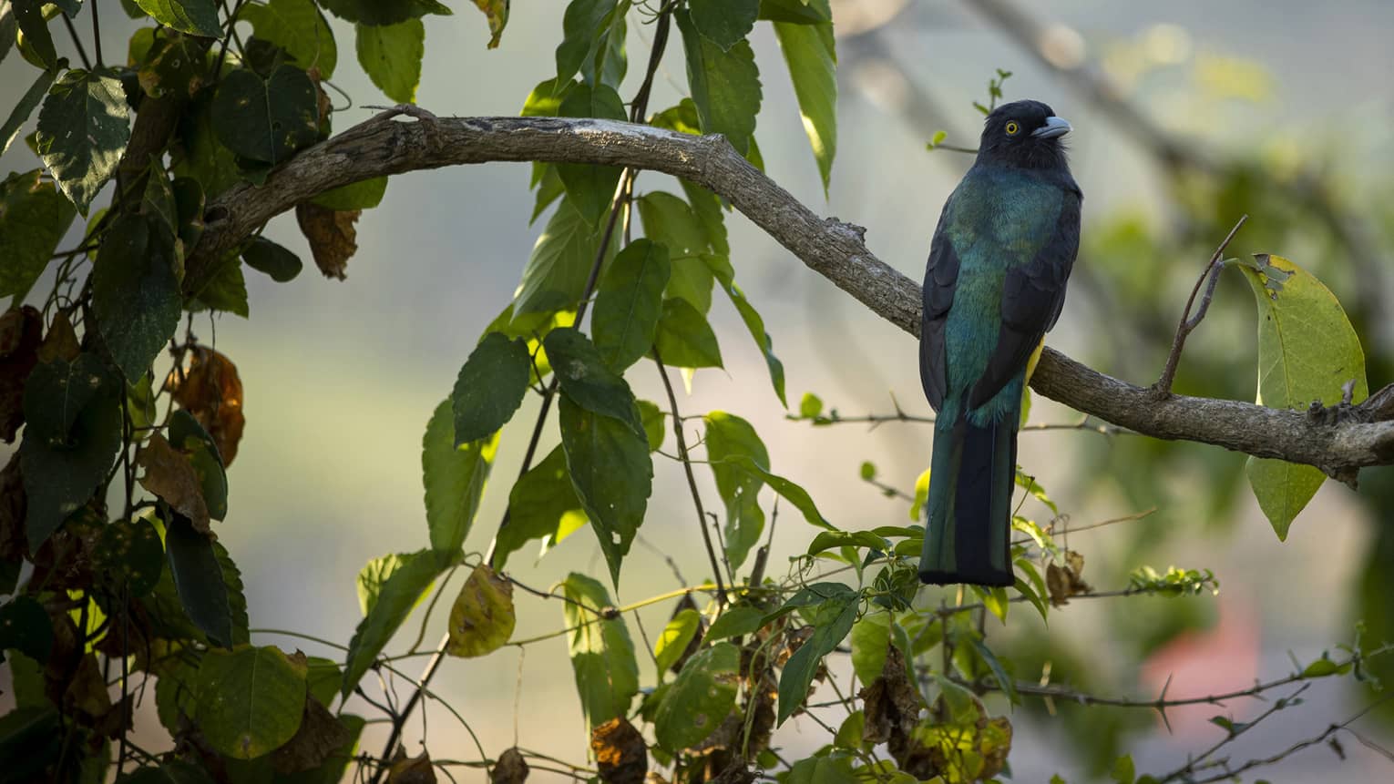 Perched on a thin branch among leaves, a bird with dark wings and teal-green back plumage twists its head toward the viewer.