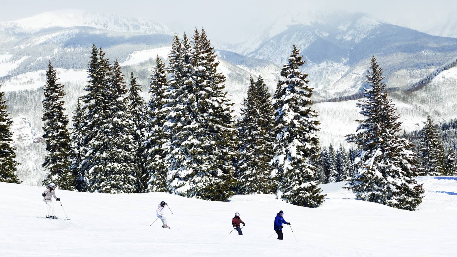 A few people skiing on snow by large green trees covered in snow.