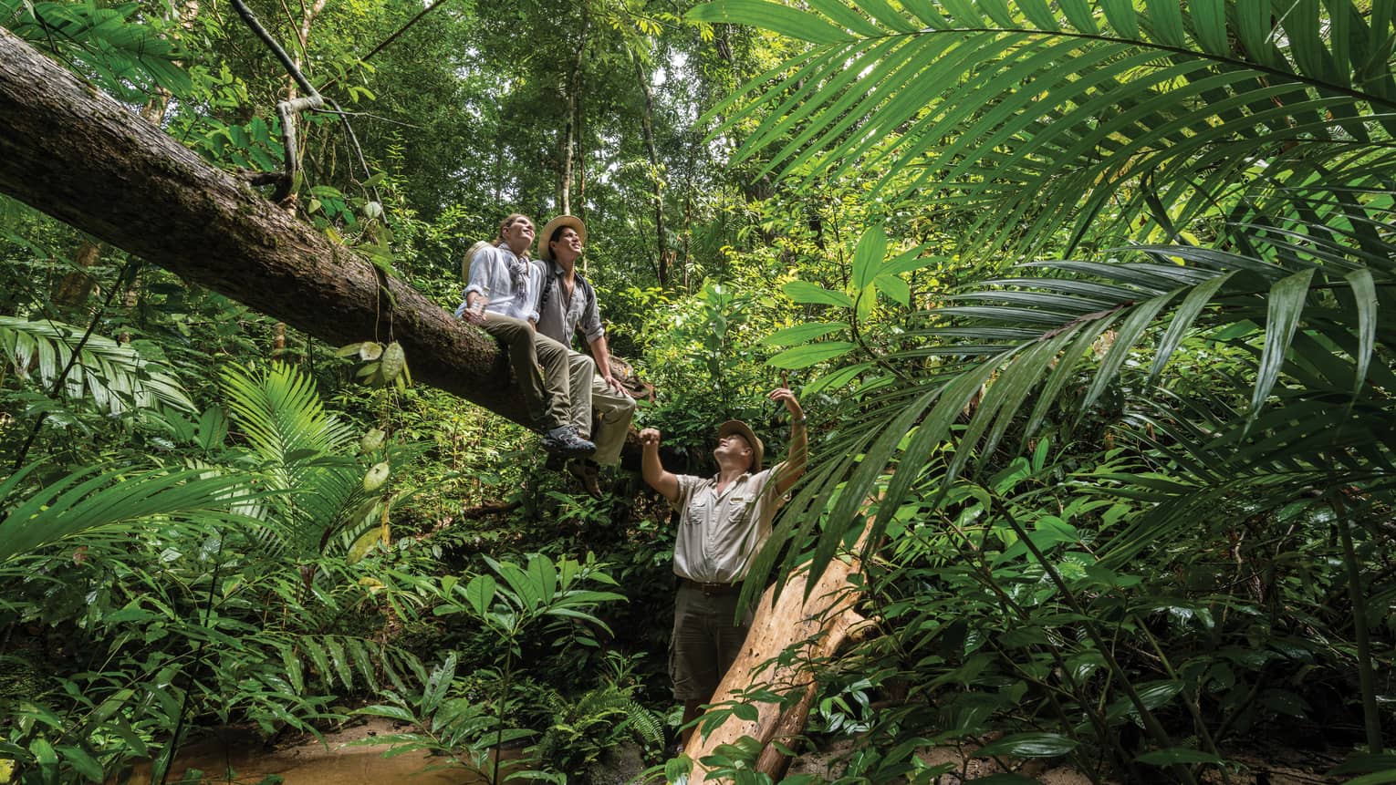 Giant foliage in a lush rainforest, two hikers seated high up on a fallen tree trunk, a guide below, all gazing at the sky.
