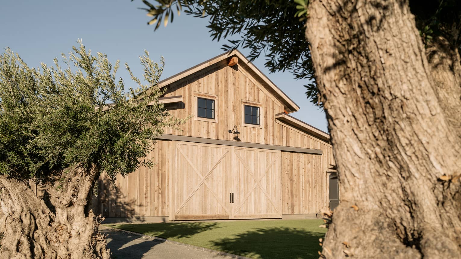 A light wood barn behind a large tree.