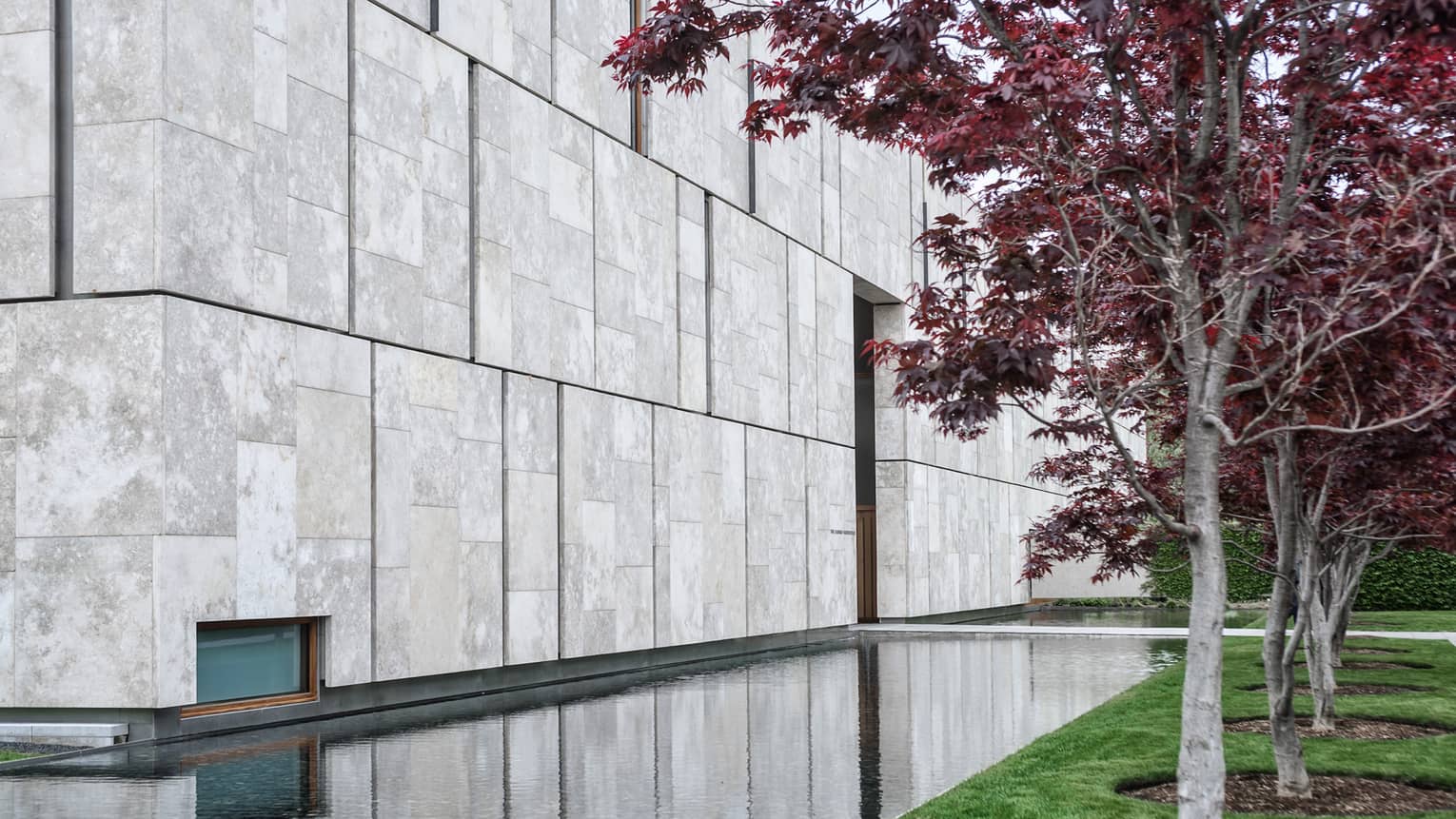 A tree with purple leaves next to a a stone wall.