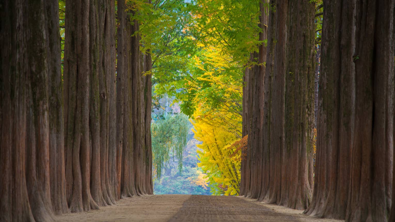 Distant foliage bursting with green, orange and blue colour, viewed through an alley of tall, brown, slender tree trunks.