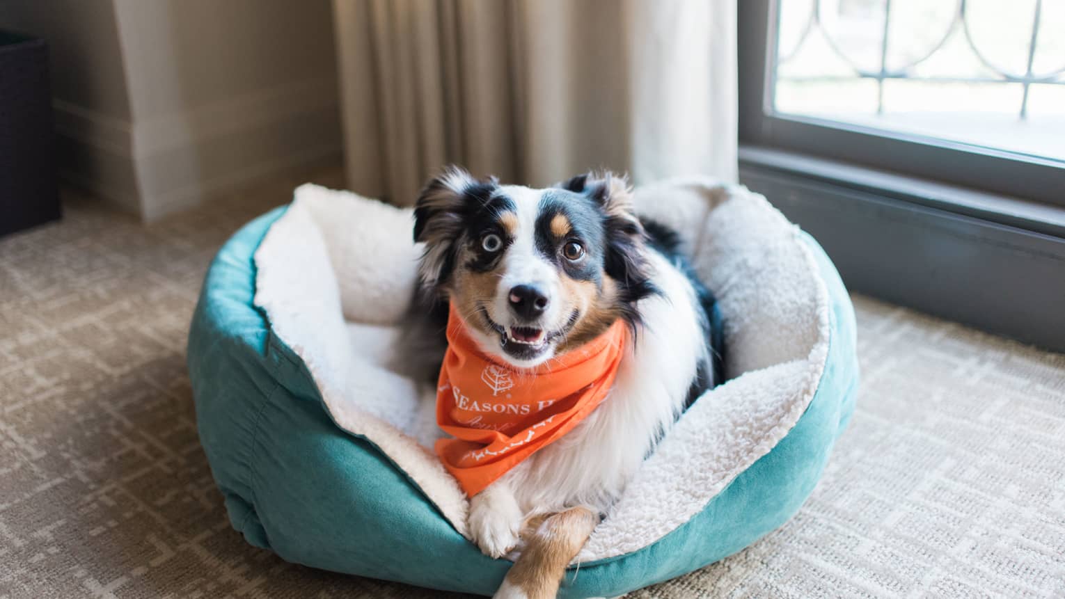 A dog with an orange bandana laying on a blue dog bed.
