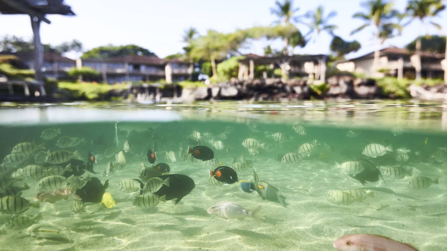 Schools of fish swim in the shallow waters near Four Seasons Resort Hualalai