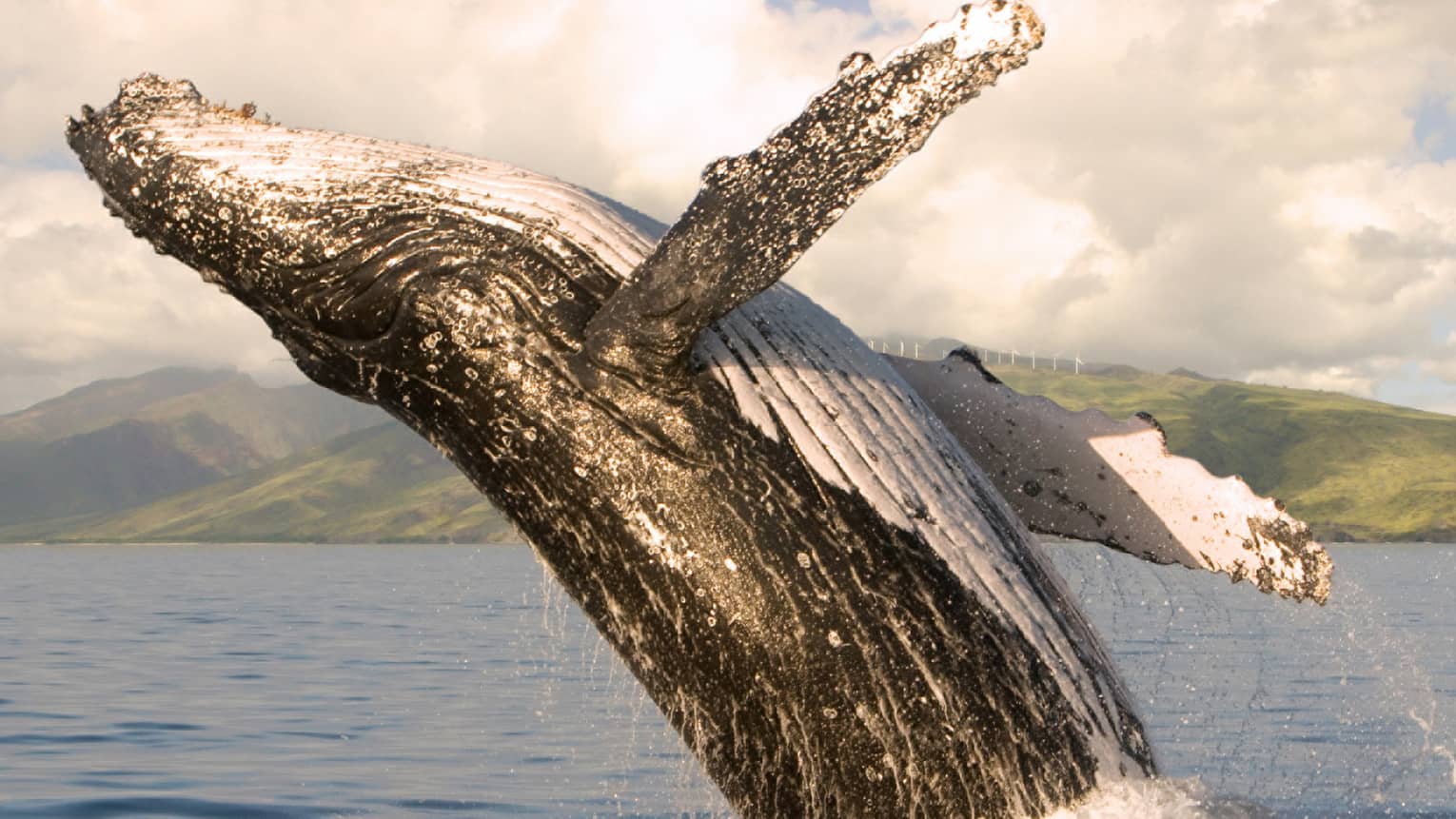 A humpback whale jumping out of the water