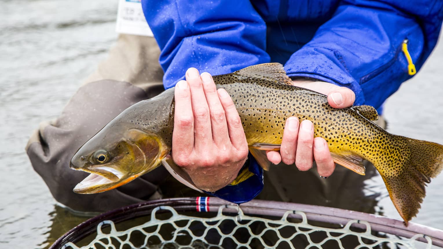 A man in a blue jacket holds a freshly caught fish above a net