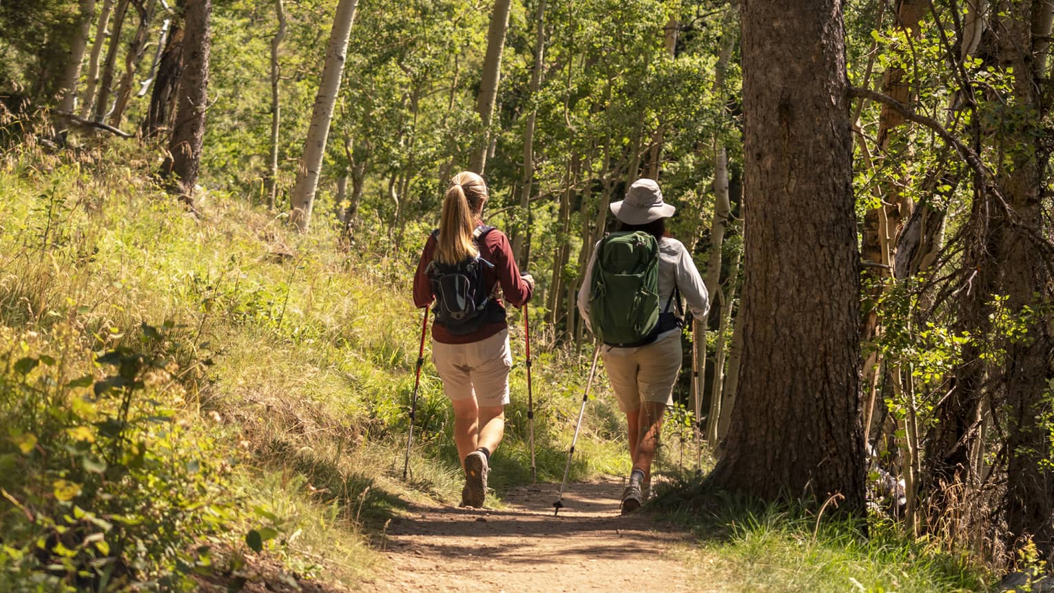 View from behind of two hikers with backpacks and walking poles hiking a sunny path among the tall trees of a boreal forest.