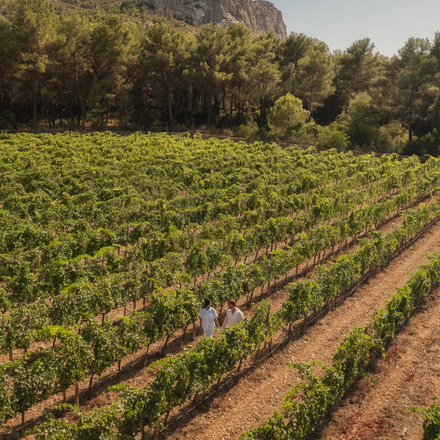 Aerial view of a couple strolling along a vine row within a vast vineyard set against a line of trees and a dramatic cliff.