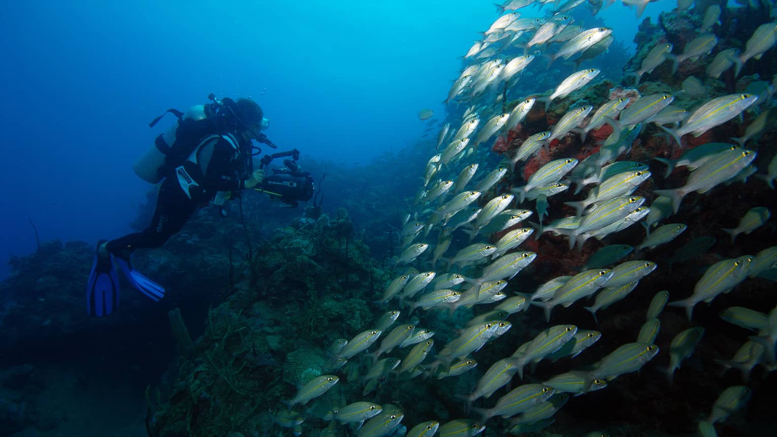 Scuba diver underwater by large school of tropical fish