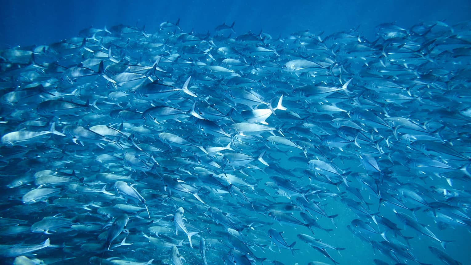 An underwater view of a massive school of fish travelling in unison as soft light beams penetrate the crystal-clear waters.