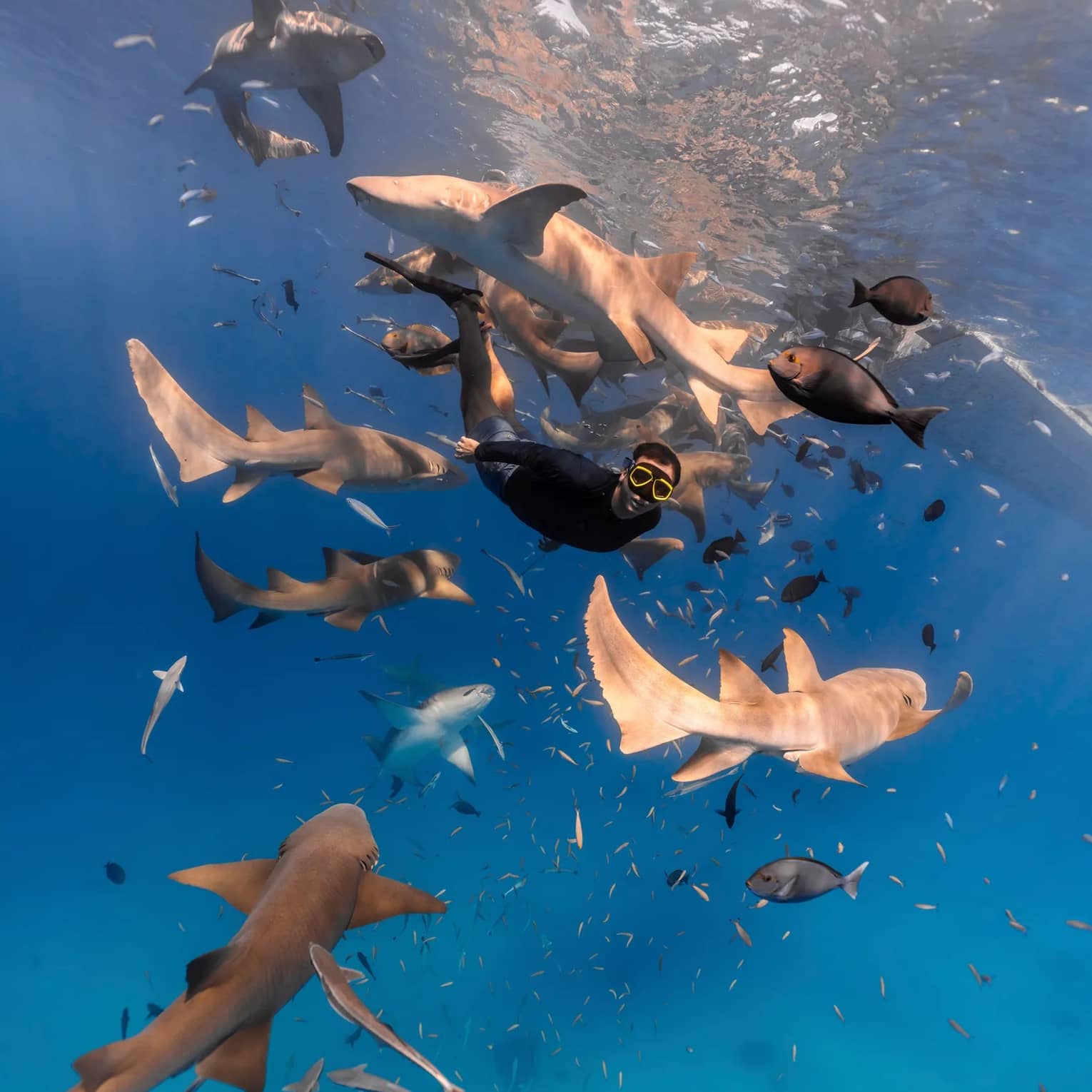 Snorkeling with sharks and rays