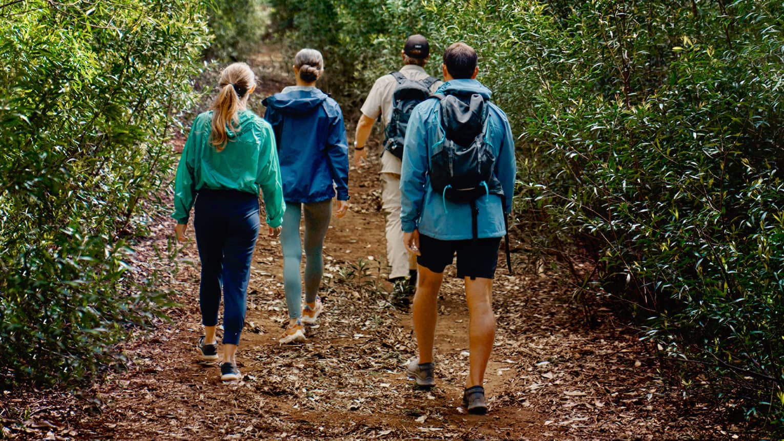 Rear view of four hikers walking along a dirt path in a dense forest, the clear blue sky peaking through the trees overhead.