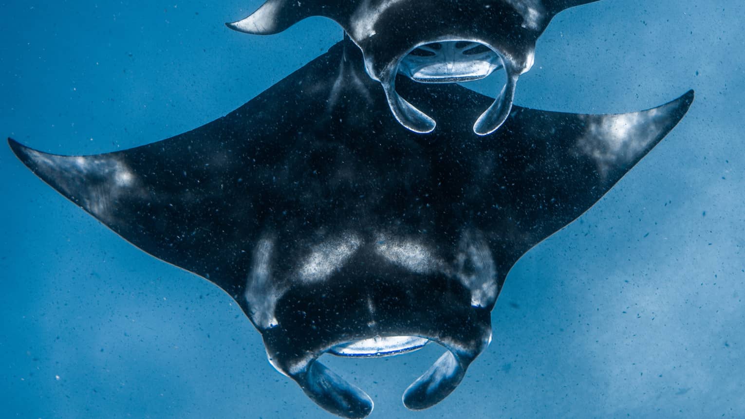 Front view of a squadron of manta rays swimming one after the other, all with mouths open, through sunlight-streaked water.