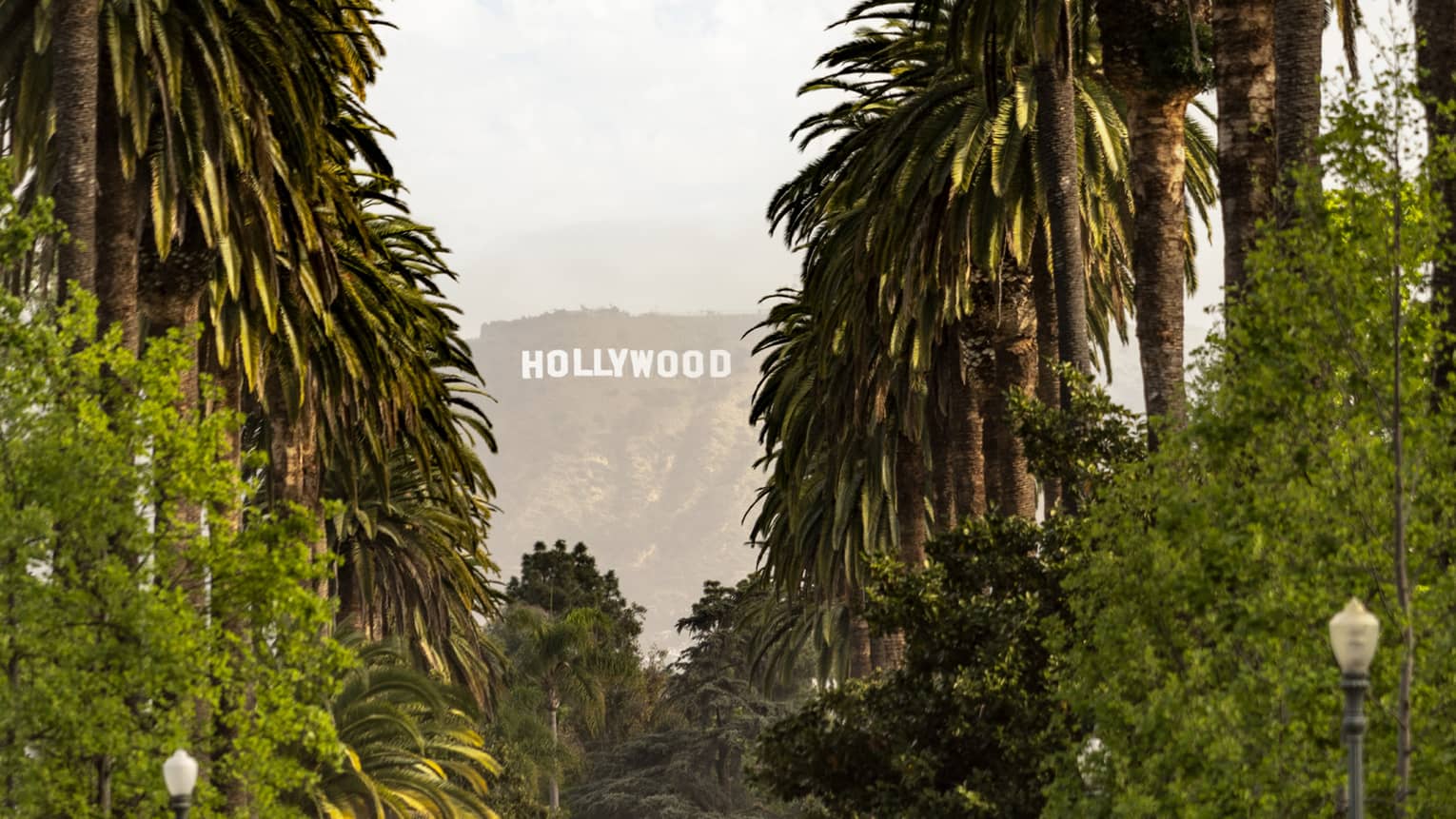 Tall palm trees line either side of a street leading up to the Hollywood sign