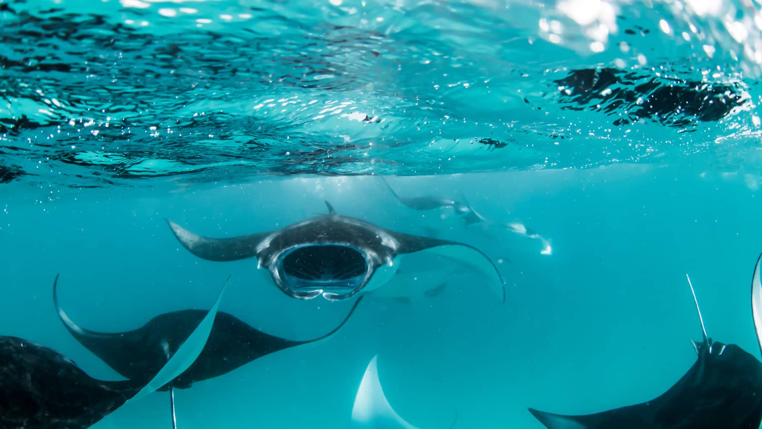 Manta rays swimming underwater
