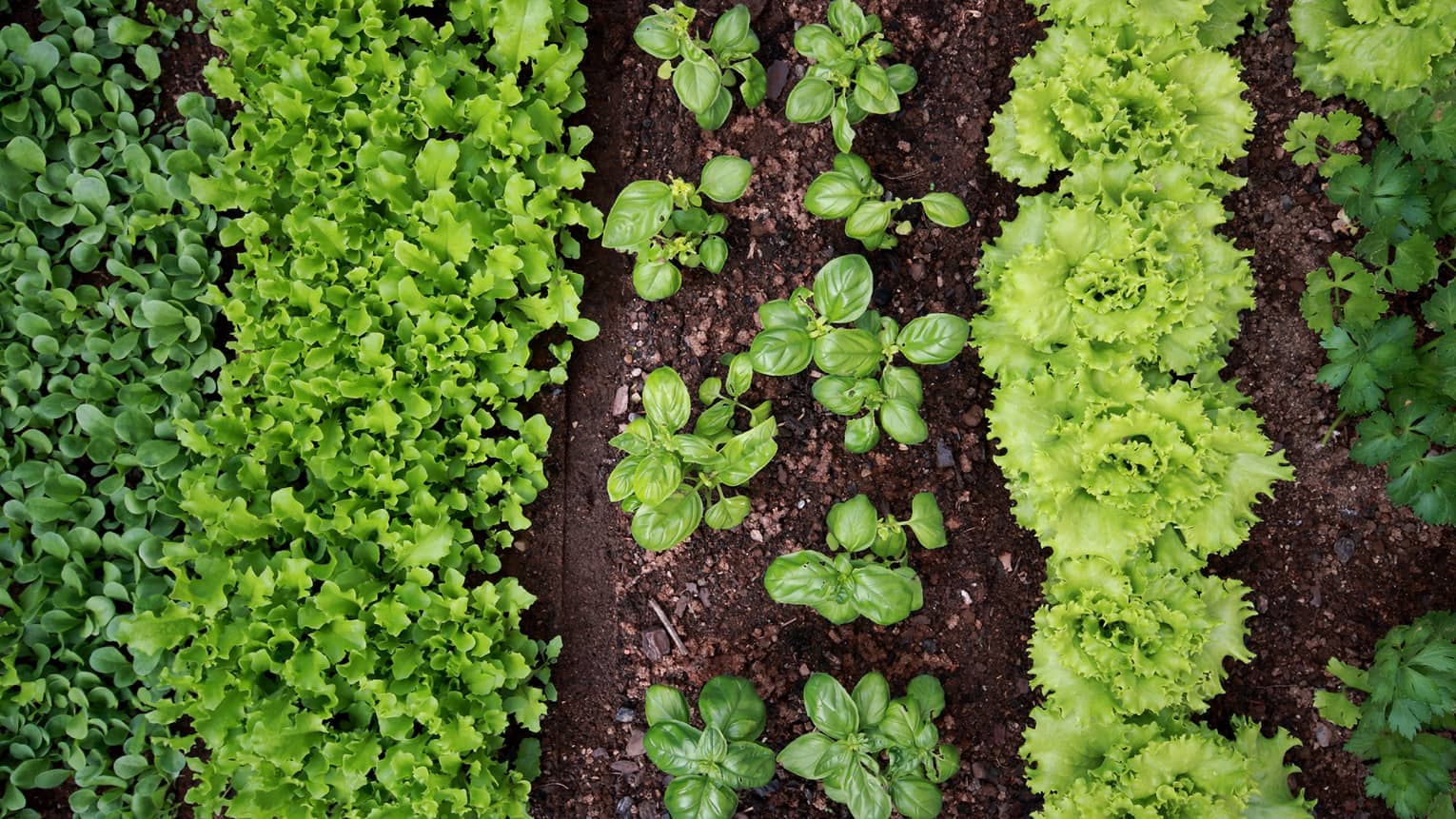 Aerial view of a garden with rows of plants