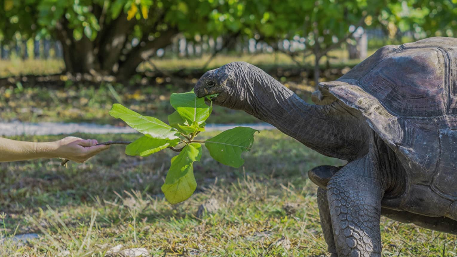 Tortoise eating a leaf