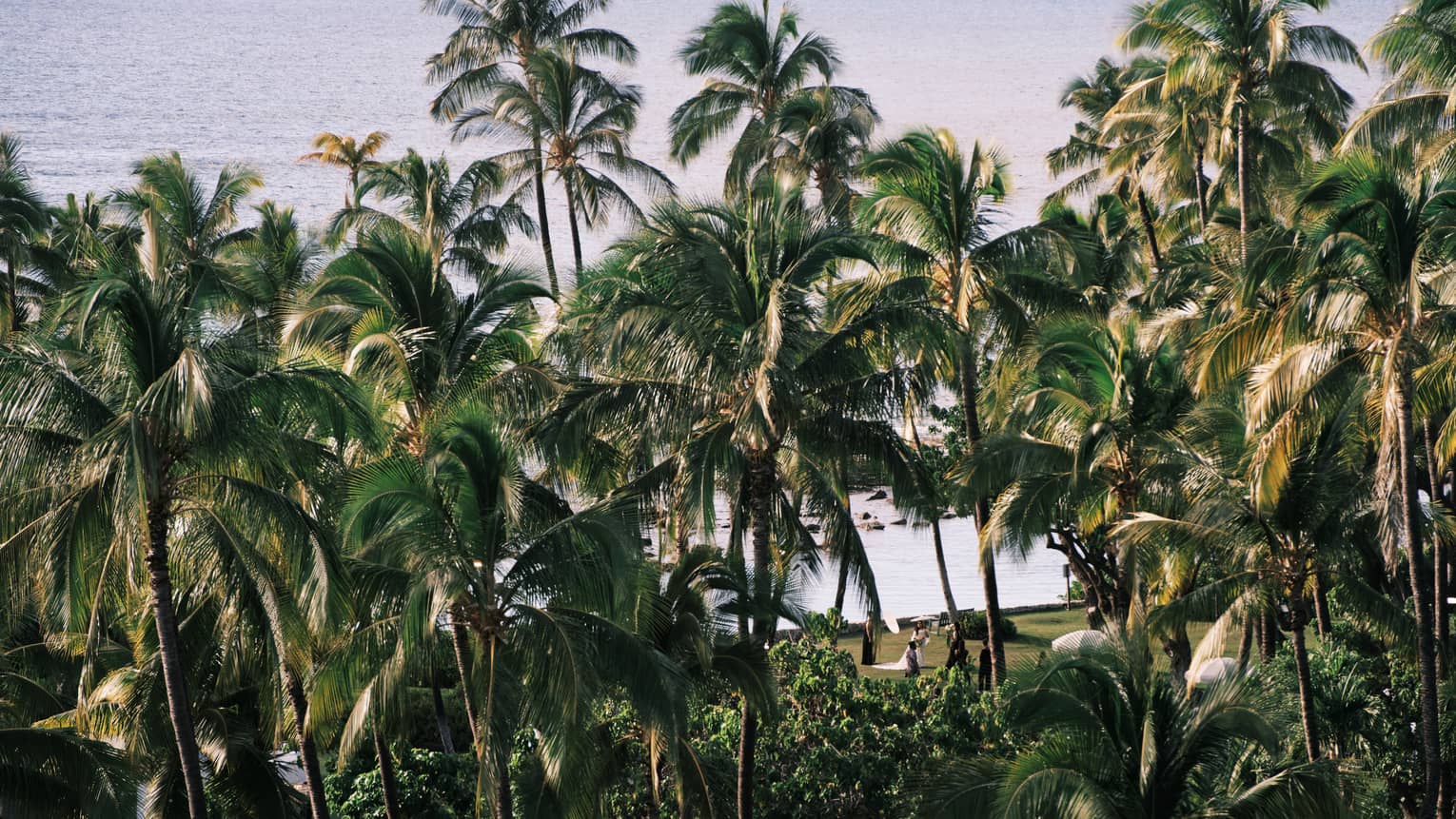 Tropical landscape of palm trees with ocean in the distance