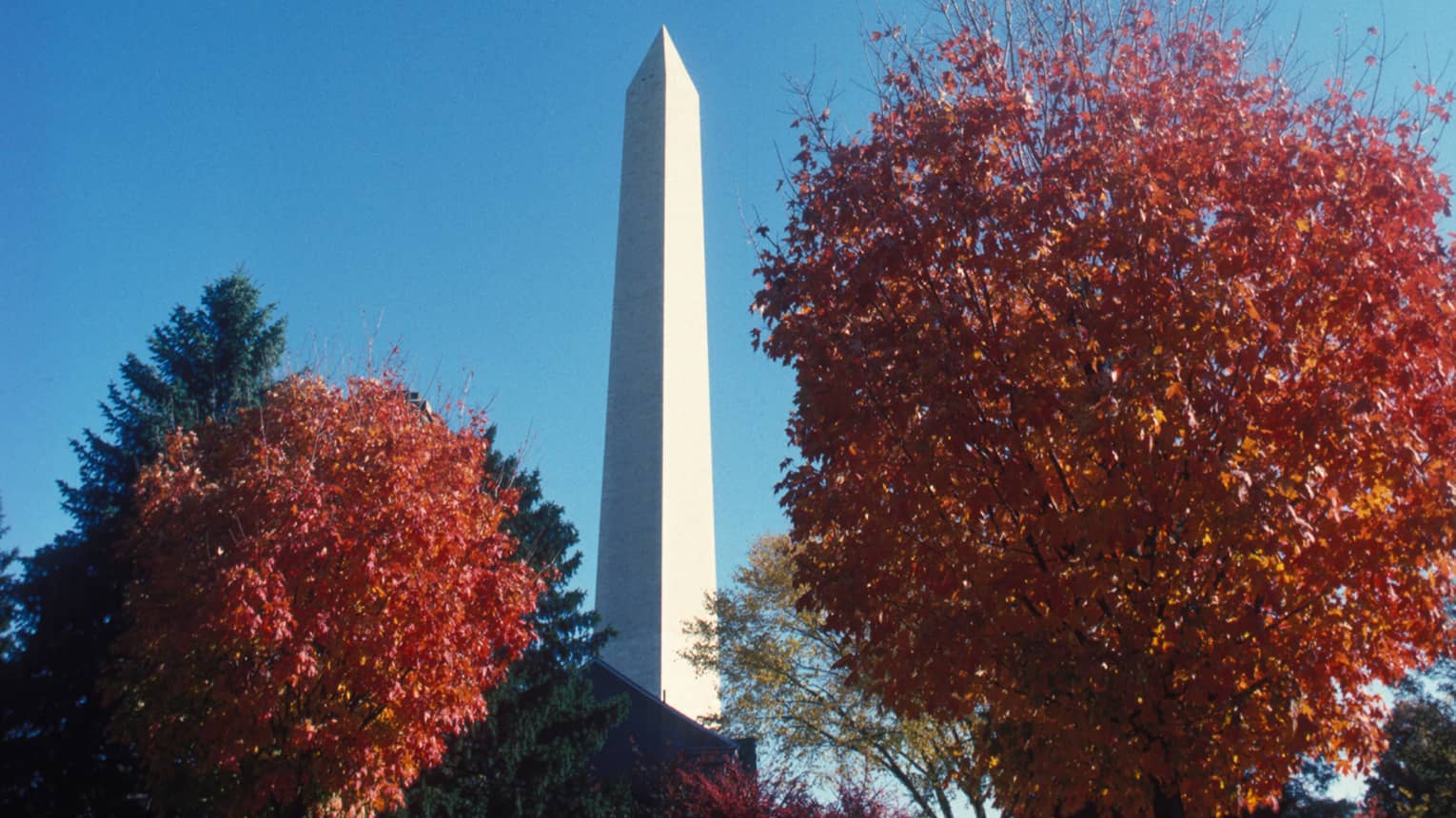 The Washington Monument, surrounded by leaves from vibrant colored trees 