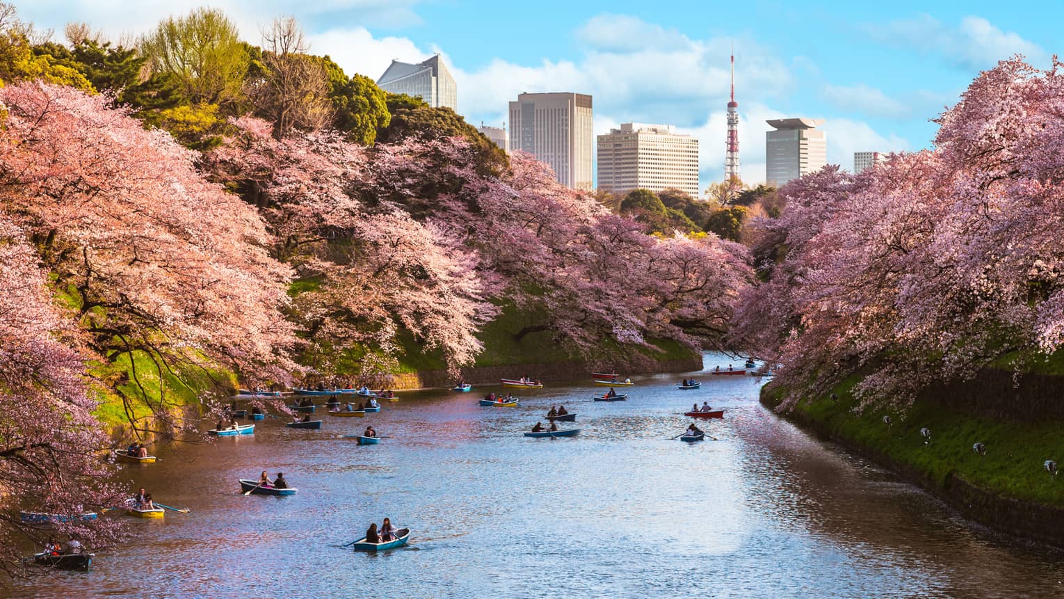 Small boats on river flanked by blooming cherry blossom trees on either side, downtown Tokyo skyscrapers in distance