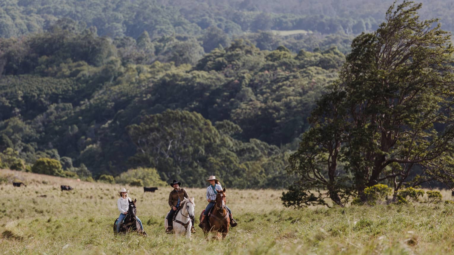 Three people ride horses on a Hawaiian ranch