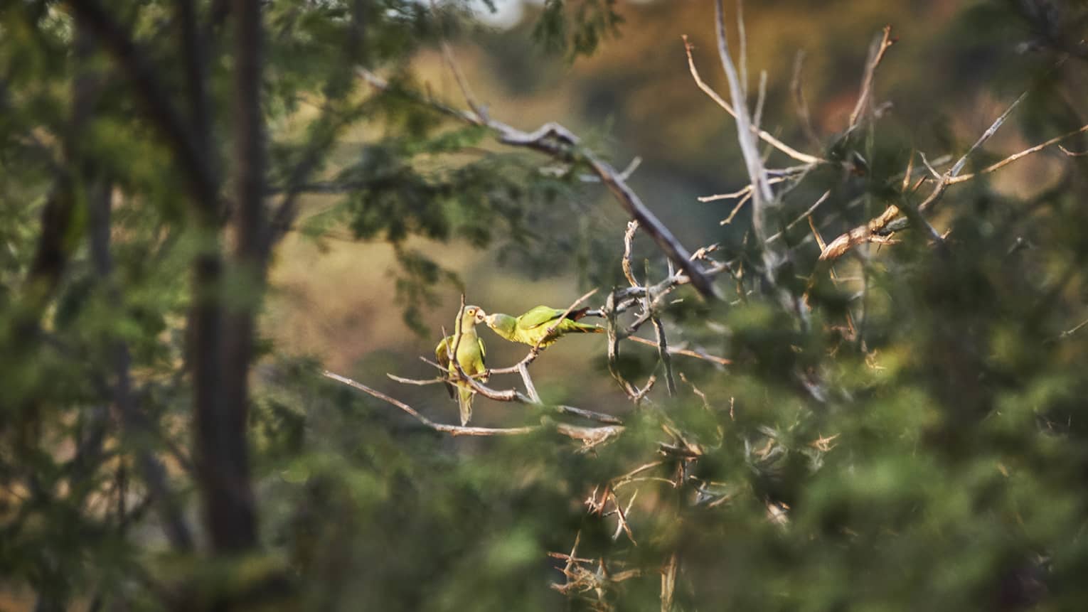 Two identical green birds sit on a bare branch in Costa Rica and chirp at one another