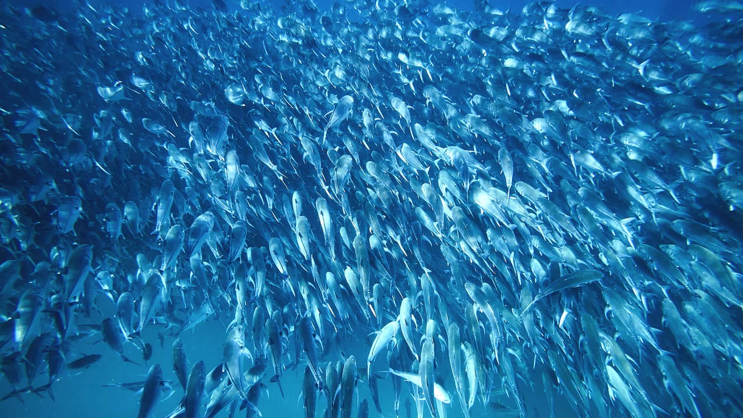 A massive school of fish twists and turns as they move in unison through crystal-clear blue waters, light reflecting on them.