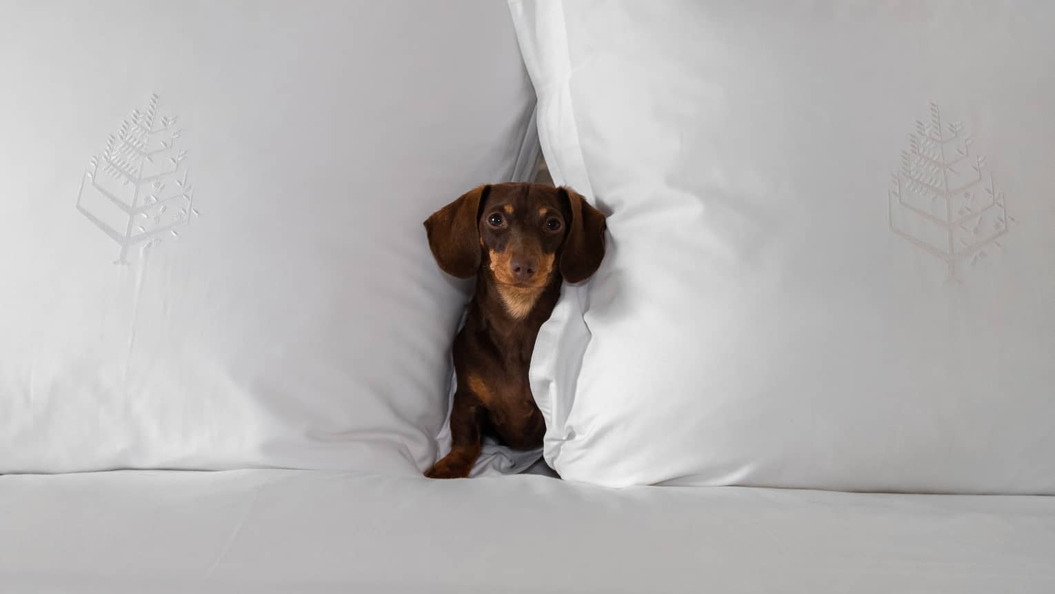 Small brown dachshund nestled between two large white pillows on a bed at the pet-friendly hotel