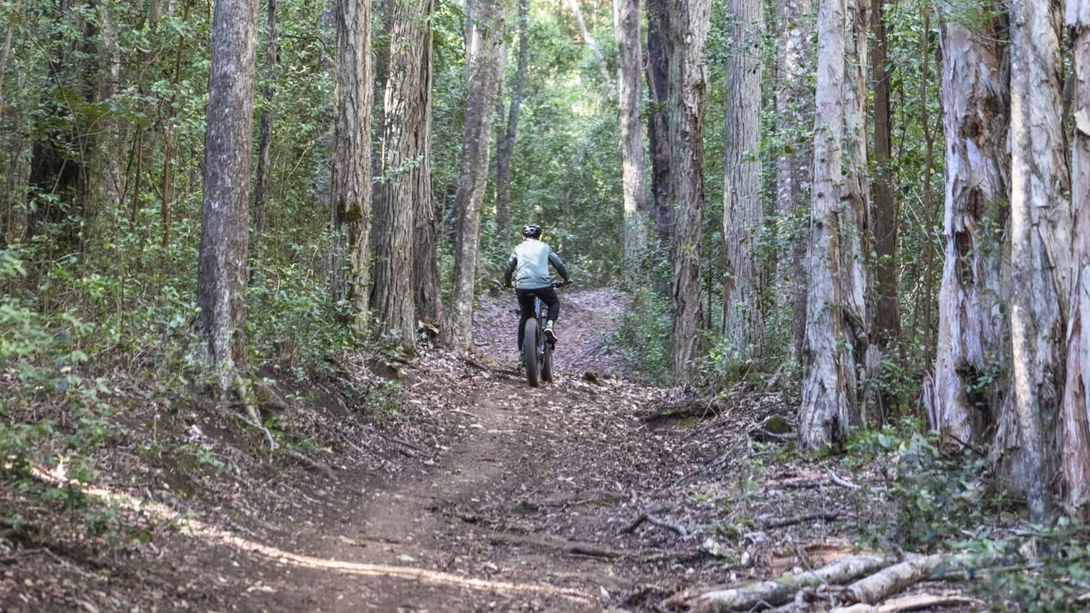 Rear view of person riding a mountain bike on a hard-packed dirt trail bordered by towering trees and dense vegetation.