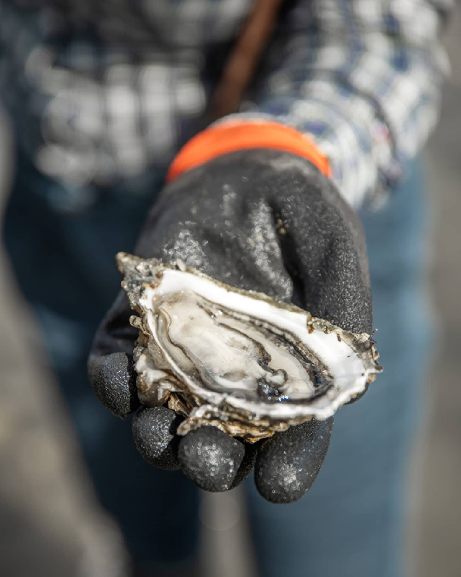 A person holding half of an oyster in their hand