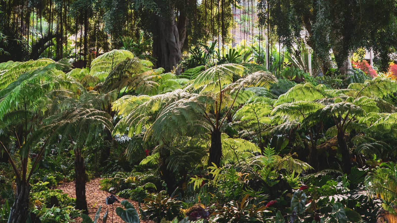 The sun streams down in vertical rays into a leafy rainforest that features an impressive variety of trees and ferns.