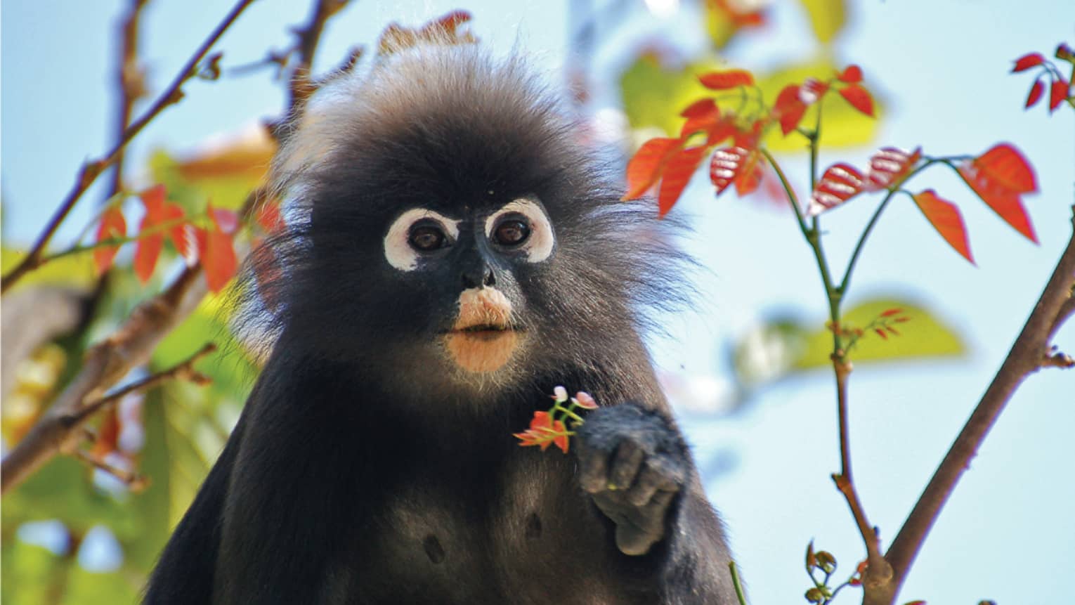 Close-up of dusty leaf monkey with wide eyes, frizzy hair around face