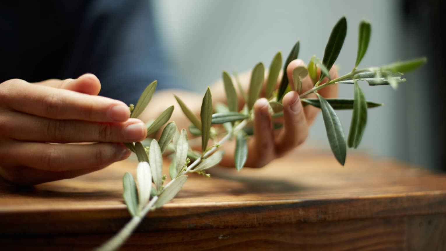 Close-up of hands holding branch with green leaves, herbs