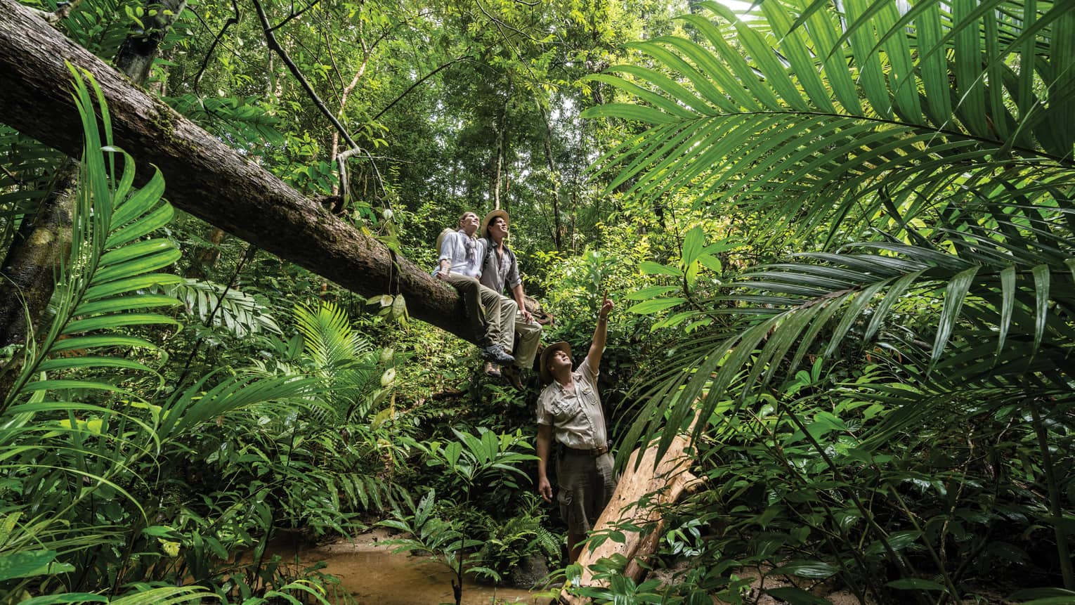 Couple sit on large downed tree in rainforest as nature guide points up 