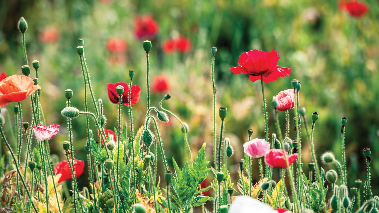 Close-up of field of red poppies 
