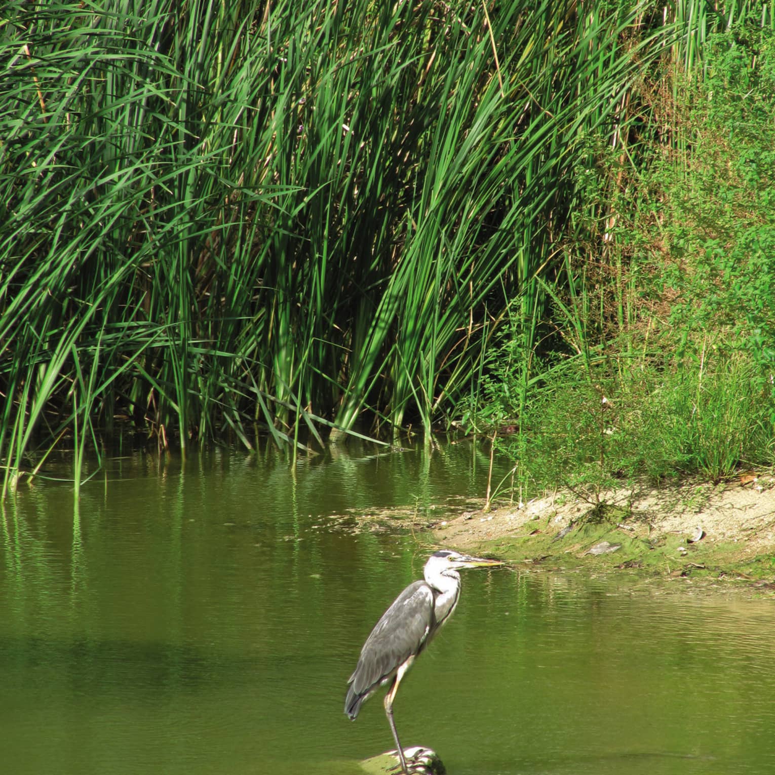 Side view of a great blue heron perched on a rock in a marsh amid shallow, algae-coloured water, brush and surrounding reeds.