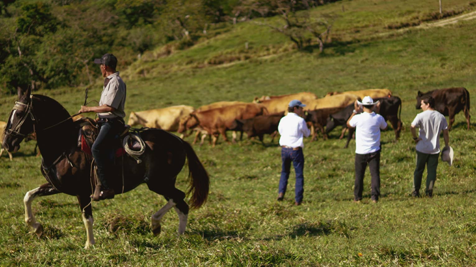 Three men stand looking at a herd of cattle while a fourth man passes by on a brown horse