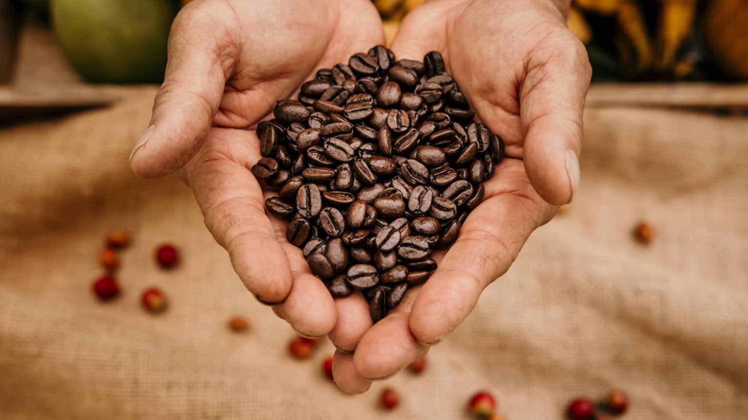 Coffee grower's palms full of fresh-picked beans