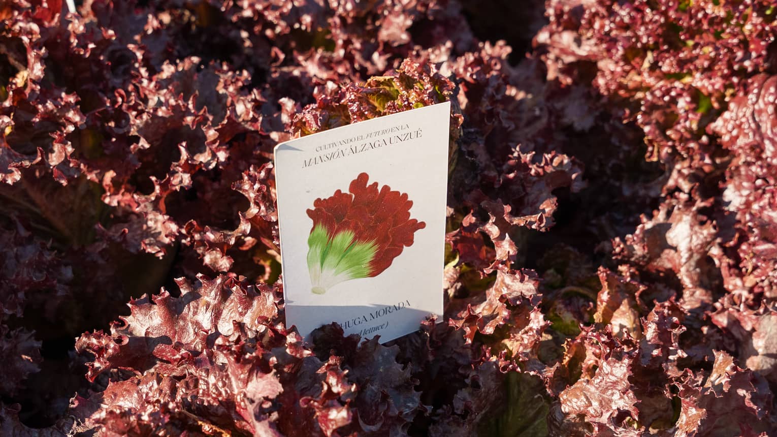Red lettuce growing in a hydroponic garden