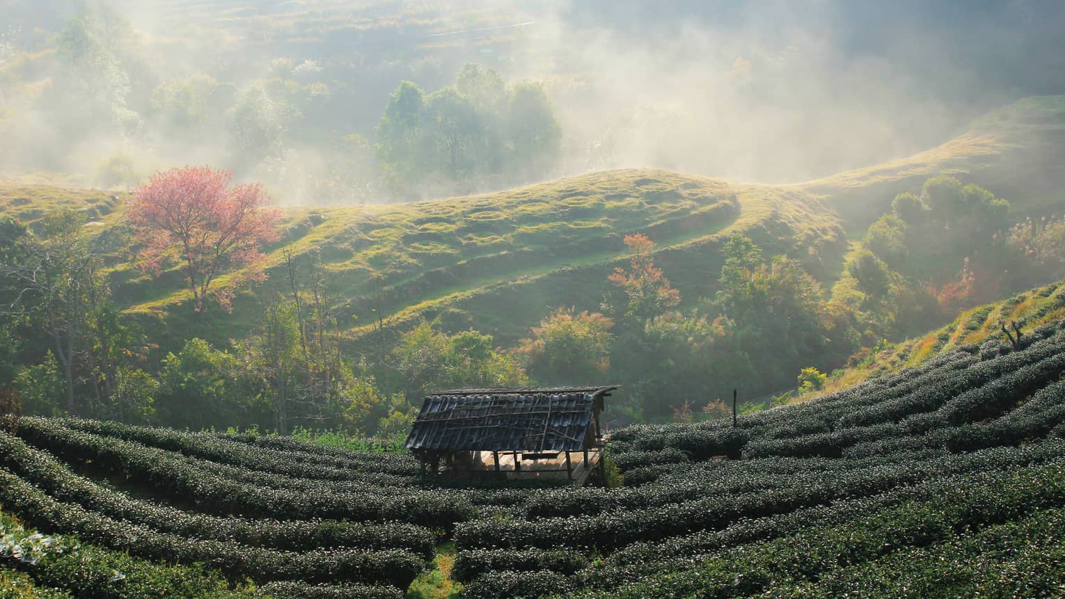 Misty morning over a lush tea garden with a quaint hut.