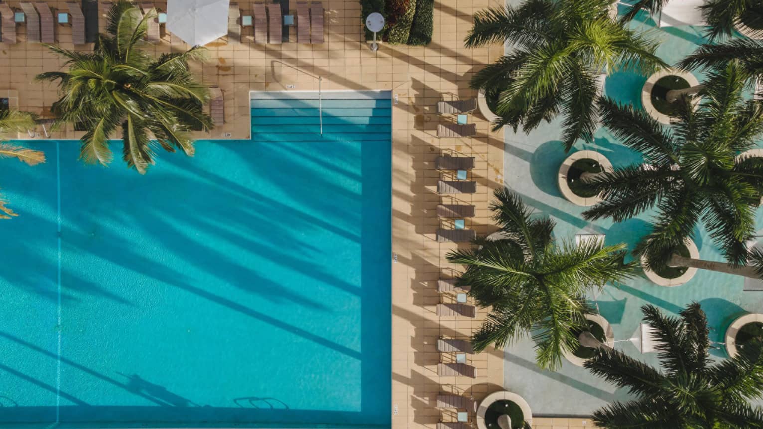 An overhead view of a pool near palm trees.