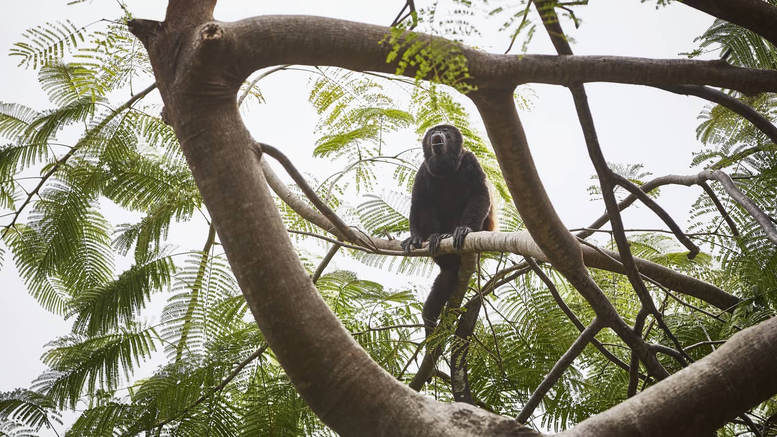 A howler monkey sits in a tree