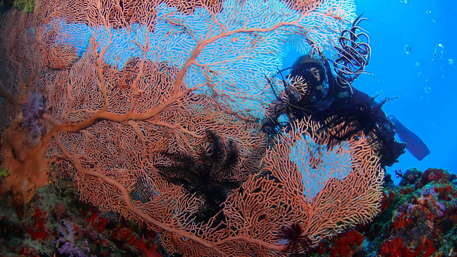 A Scuba diver swims behind large, colourful coral in lagoon