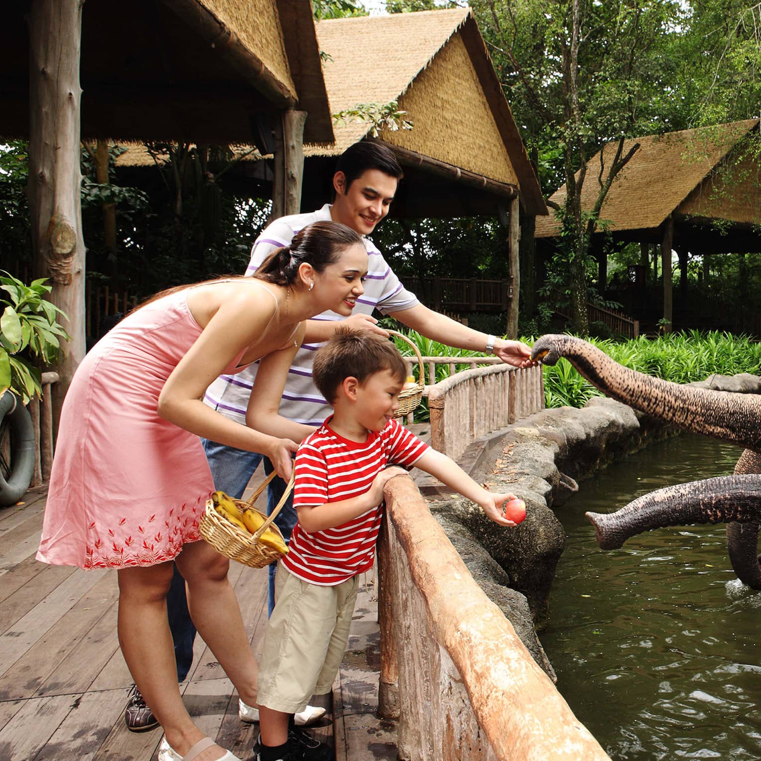 From a bridge, a smiling family feeding fruit to four elephants; two trainers are watching as they each sit upon an elephant.