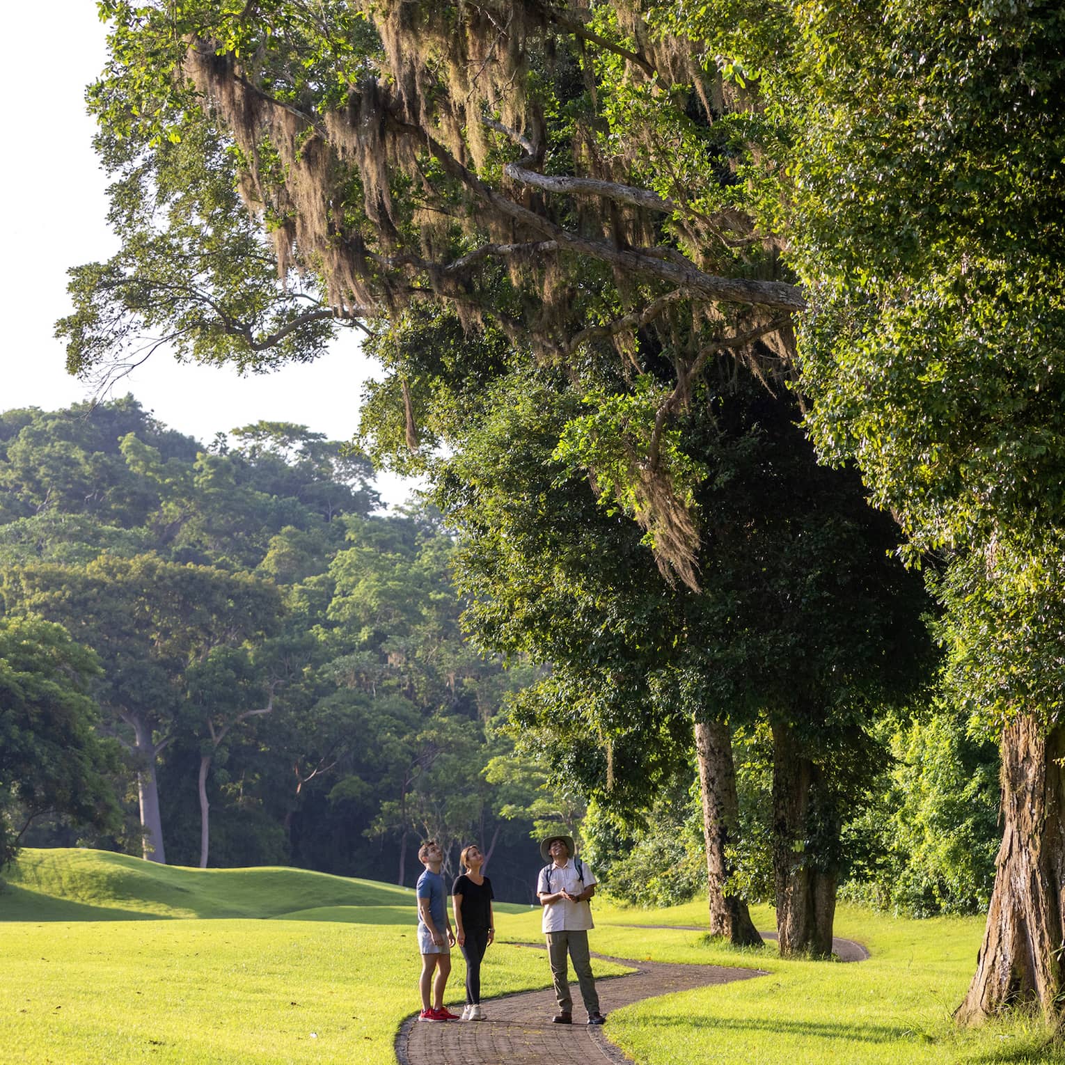 Hikers stand on a paved path weaving through manicured grass, as a guide directs their view upwards to the towering trees. 