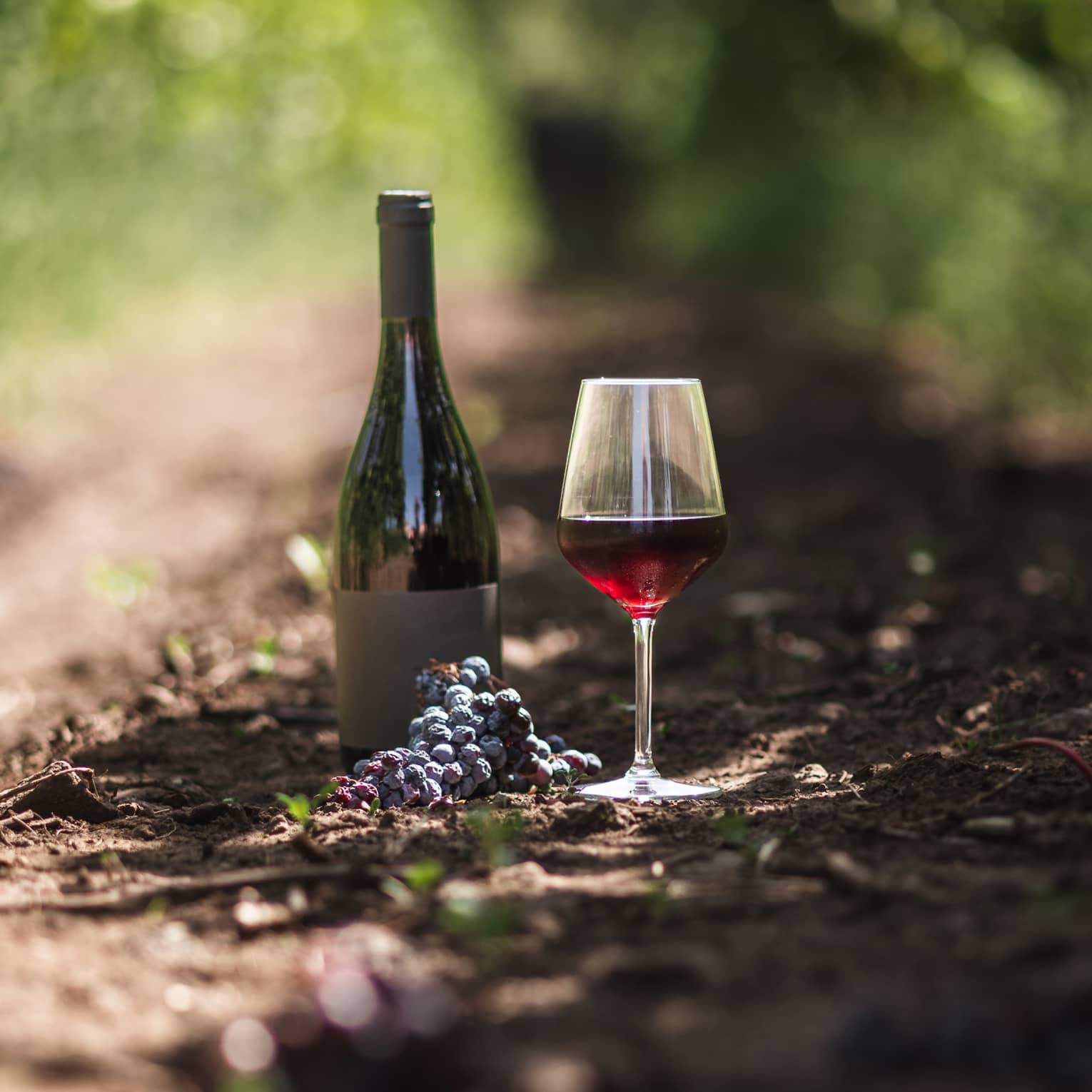 A dark wine bottle resting on soil between rows of vines, aside a glass of berry-coloured wine and a cluster of grapes. 